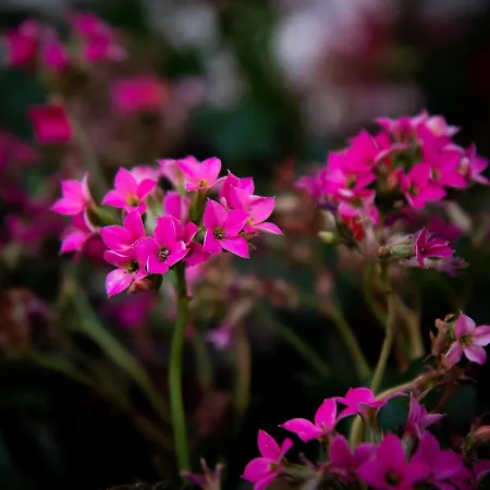 尼科迪默住宿加早餐旅馆 4*